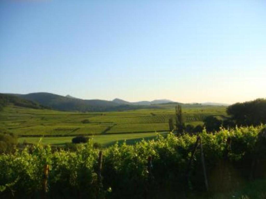 Apartamento Vue Sur Vignes Riquewihr Exterior foto