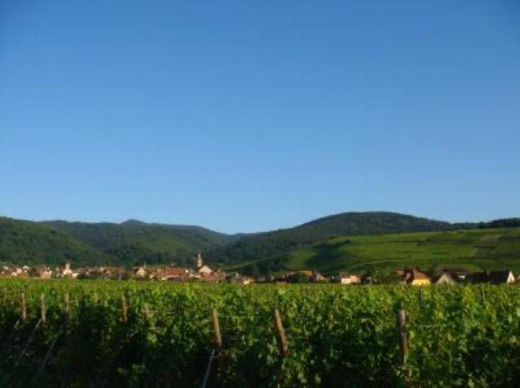 Apartamento Vue Sur Vignes Riquewihr Exterior foto