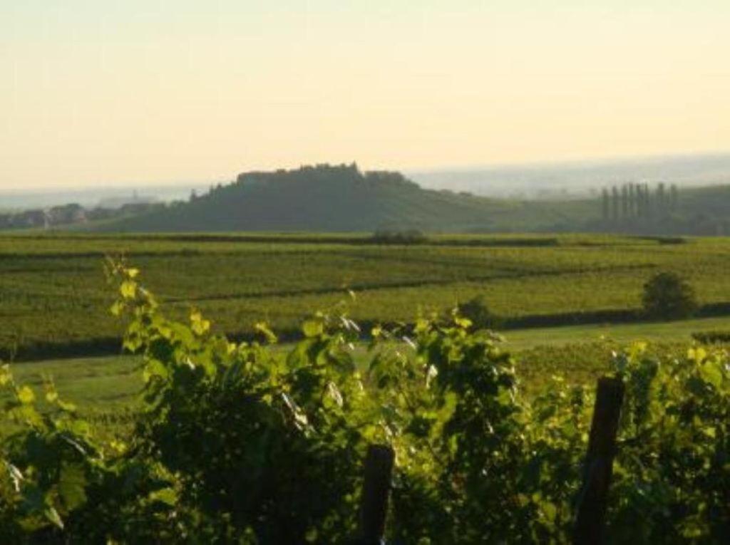 Apartamento Vue Sur Vignes Riquewihr Exterior foto